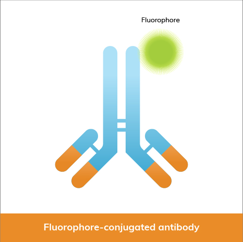 Fluorophore-conjugated antibody